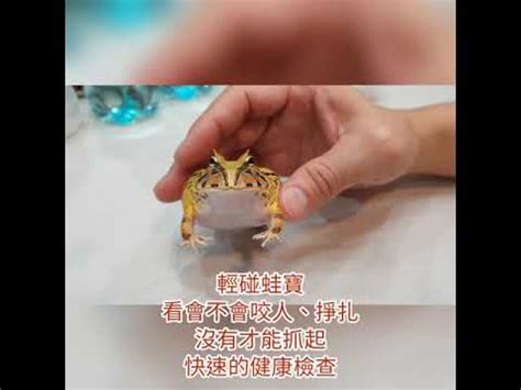 角蛙 生氣